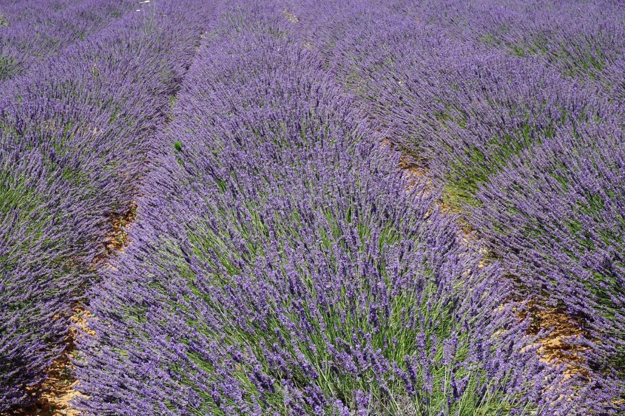 Appartement T2 Cosy Sur Aix Aix-en-Provence Exteriör bild